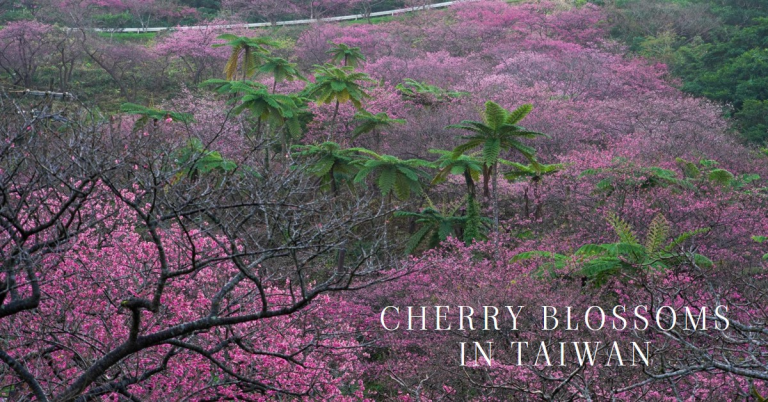 Cherry Blossoms in Taiwan
